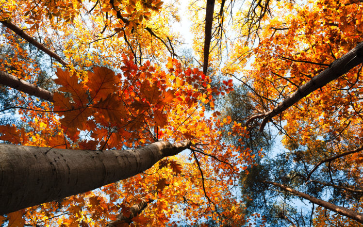 nature, Trees, Treetops, Autumn, Fall, Seasons, Leaves, Sky, Sunlight, Color HD Wallpaper Desktop Background