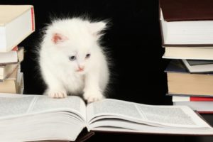 animals, Cats, Felines, Kittens, Cute, Whiskers, Eyes, Books, Humor, Funny
