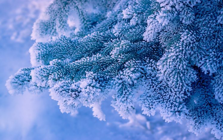 nature, Trees, Frost, Snow, Winter, Seasons, Soft, White, Bright HD Wallpaper Desktop Background
