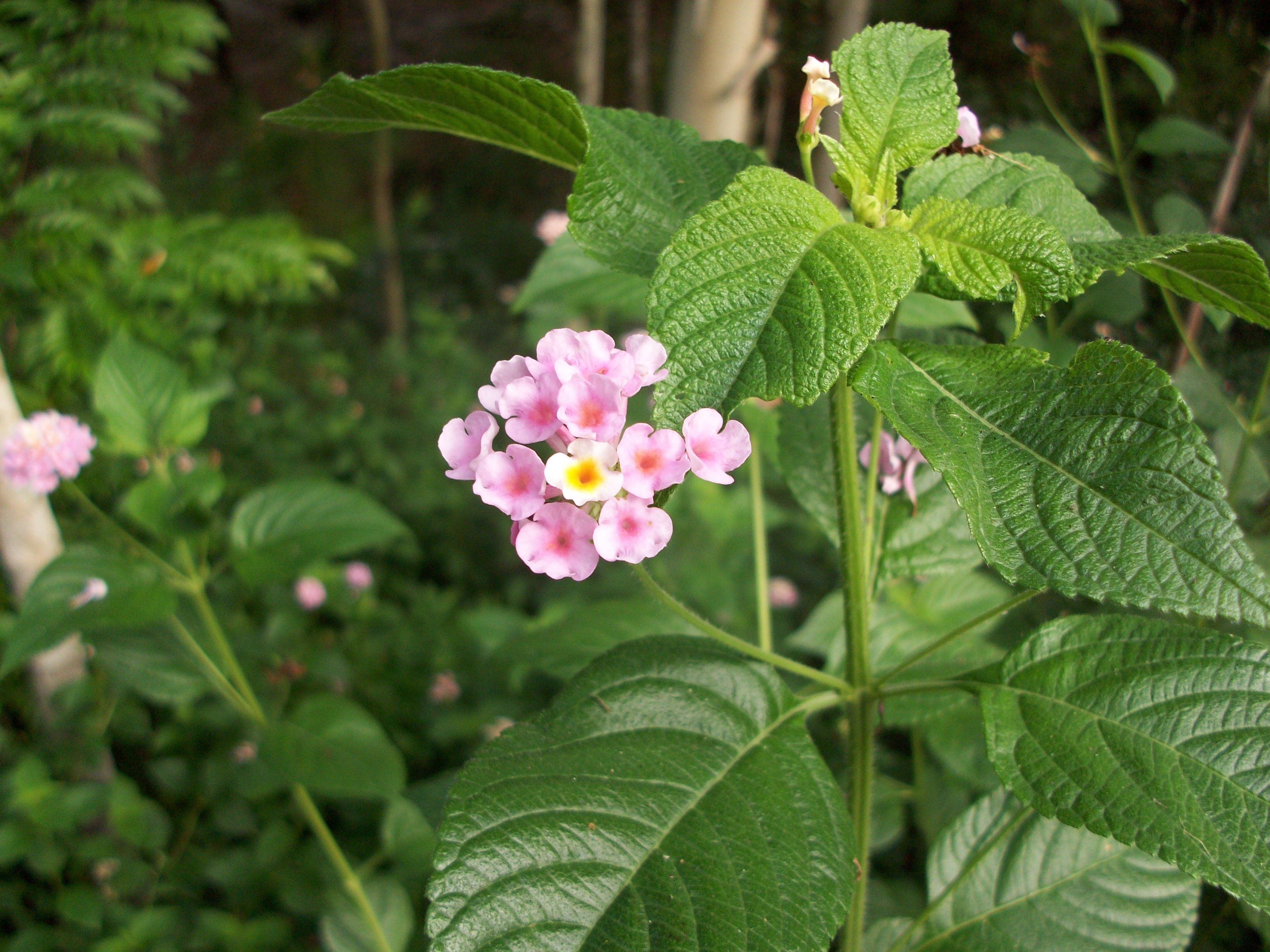samson, Flower Wallpaper