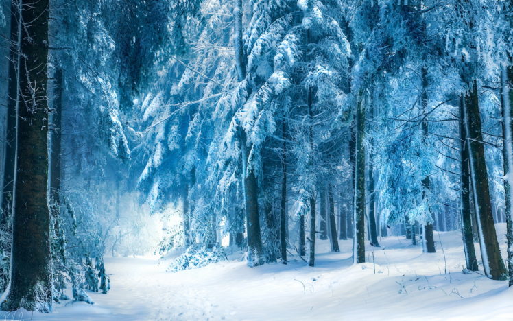 nature, Landscapes, Trees, Forest, Path, Roads, Trail, Winter, Snow, Seasons HD Wallpaper Desktop Background