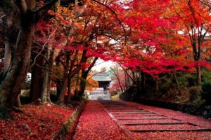 nature, Landscapes, Trees, Leaves, Color, Autumn, Fall, Park, Path, Trail, Sidewalk