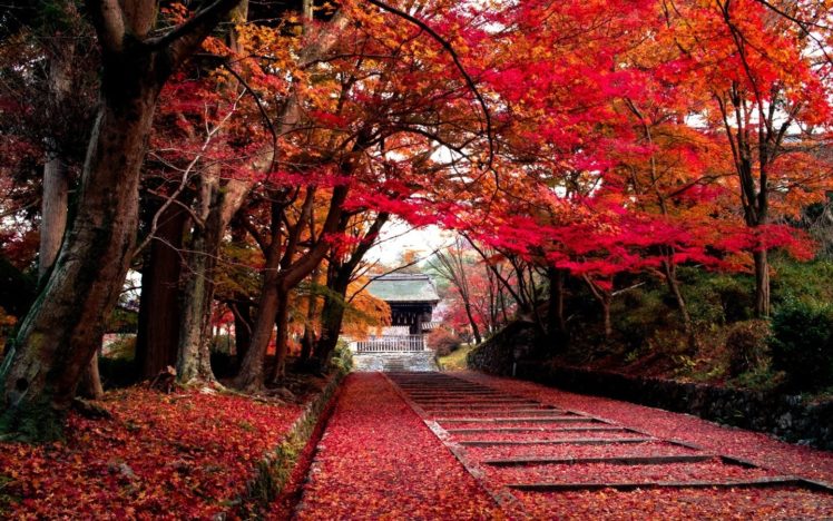 nature, Landscapes, Trees, Leaves, Color, Autumn, Fall, Park, Path, Trail, Sidewalk HD Wallpaper Desktop Background