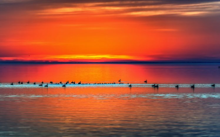 nature, Sunrise, Sunset, Sky, Clouds, Color, Ocean, Sea, Seascape, Animals, Birds, Gull, Reflection, Water HD Wallpaper Desktop Background