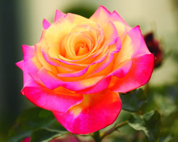 nature, Flowers, Rose, Color HD Wallpaper Desktop Background