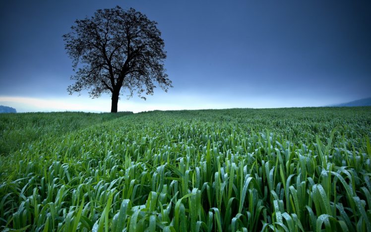 nature, Landscapes, Fields, Plants, Grass, Trees, Sky, Clouds, Green, Crop HD Wallpaper Desktop Background