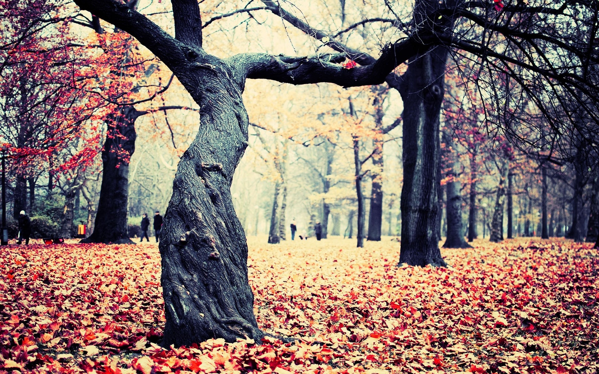 nature, Landscapes, Leaves, Trees, Forest, Autumn, Fall, Seasons Wallpaper