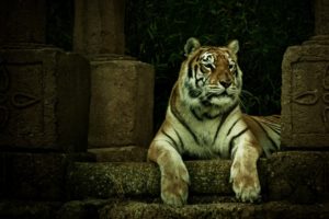 animals, Cats, Tigers, Predator, Wildlife, Face, Eyes, Whiskers, Stripes