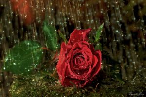 valentines, Nature, Flowers, Drops, Rain, Storm, Rose, Petals, Romantic, Mood