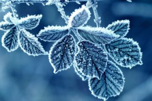 blue, Frost, Leaves