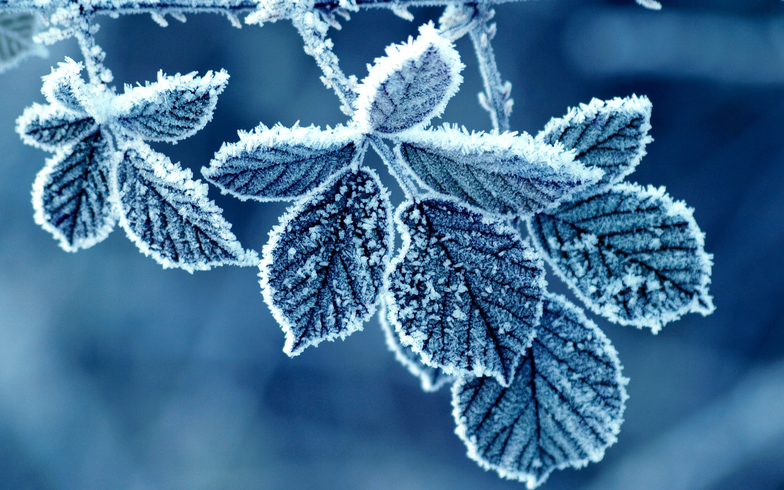 blue, Frost, Leaves Wallpaper