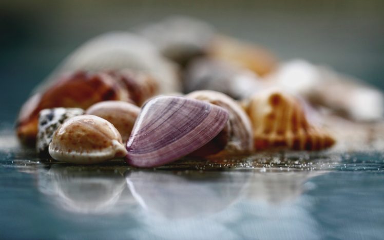 seashells, Macro HD Wallpaper Desktop Background