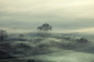 trees, Fog, Mood