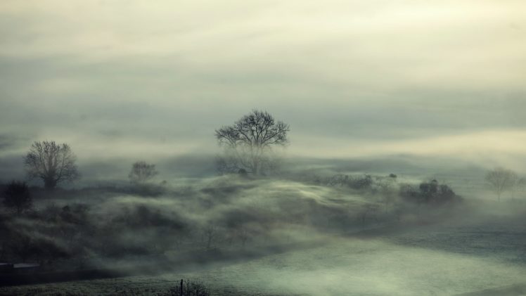 trees, Fog, Mood HD Wallpaper Desktop Background