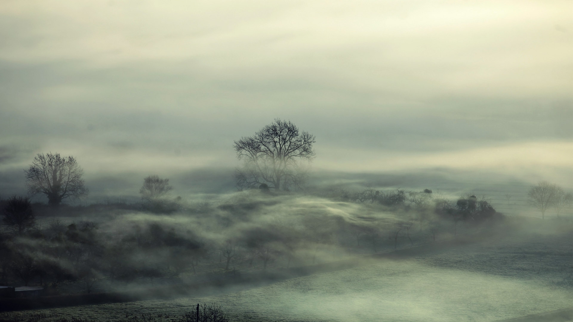 trees, Fog, Mood Wallpaper