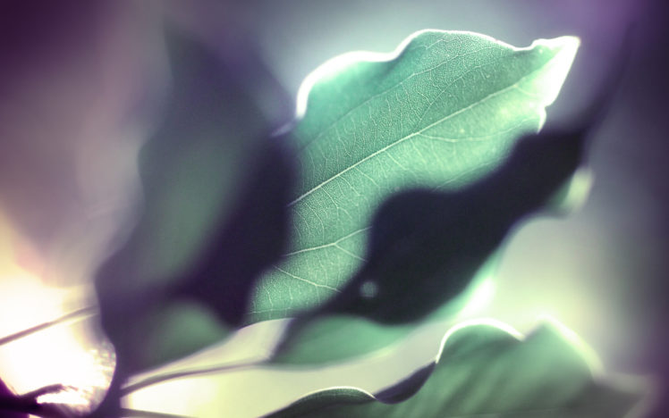 curly, Leaf HD Wallpaper Desktop Background