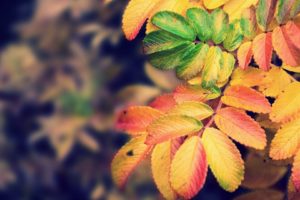 nature, Autumn, Leaves