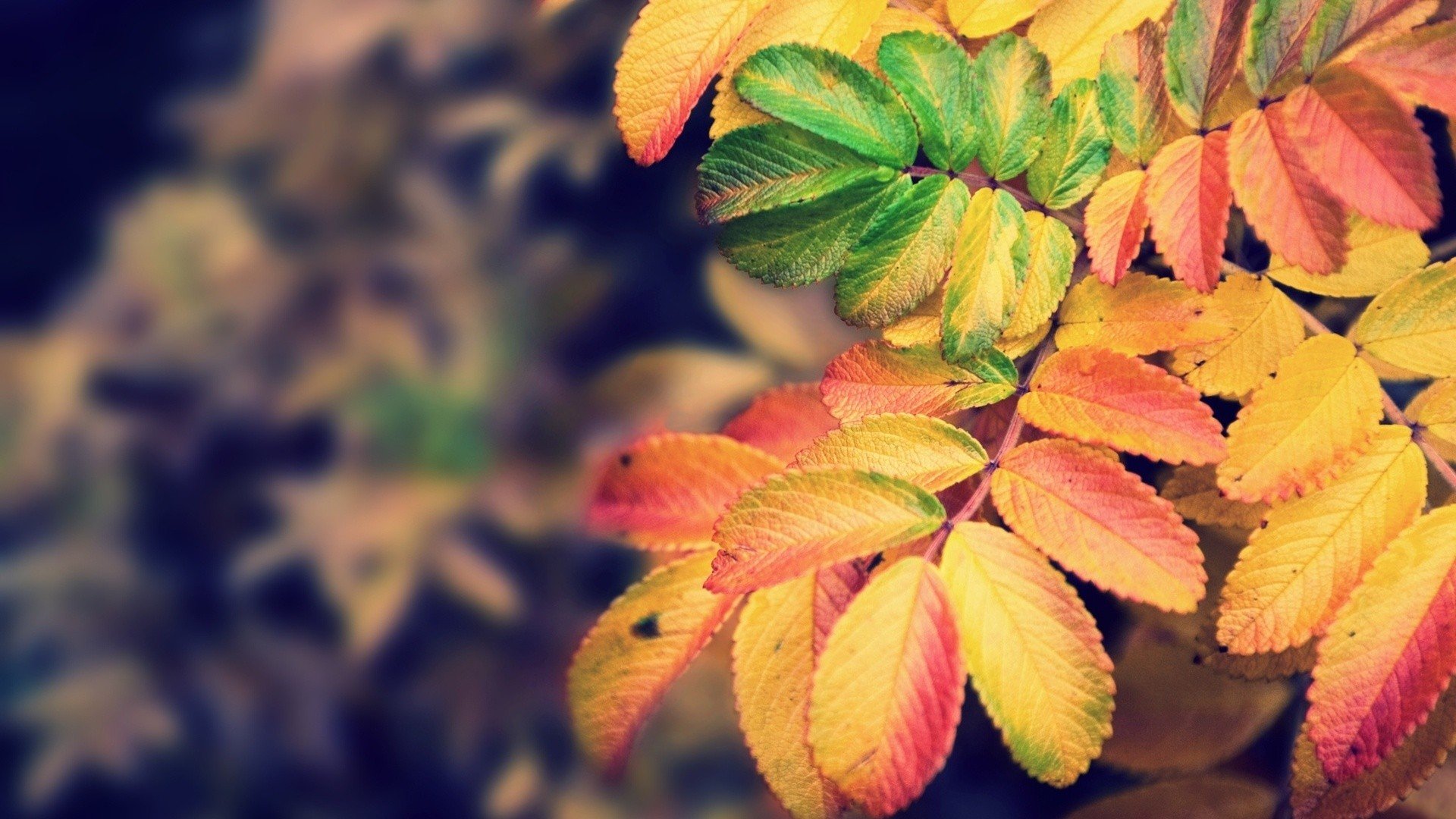 nature, Autumn, Leaves Wallpaper
