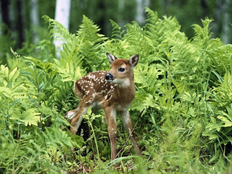 animals, Deer, Fawn, Baby, Animals HD Wallpaper Desktop Background