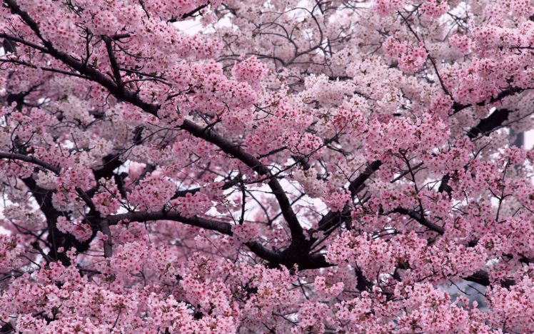 blossoms, Cherries HD Wallpaper Desktop Background