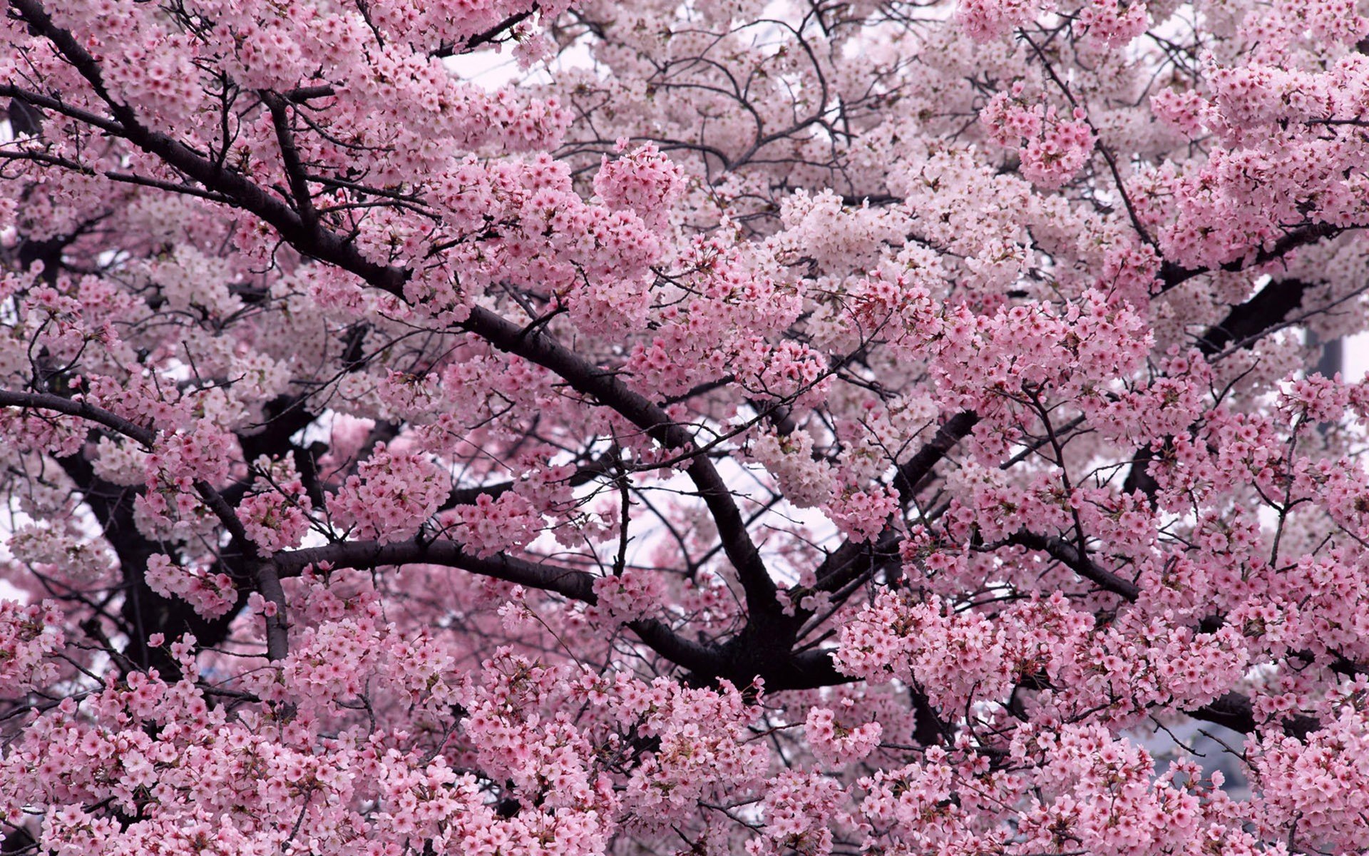 blossoms, Cherries Wallpaper