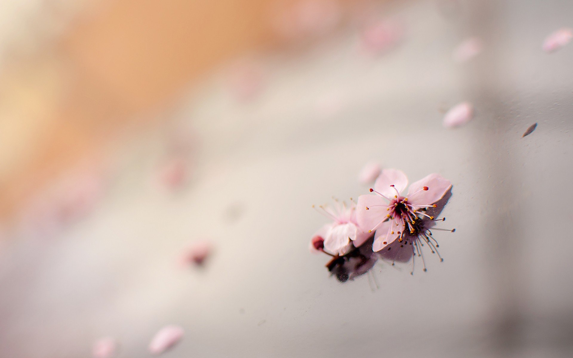 blossoms Wallpaper
