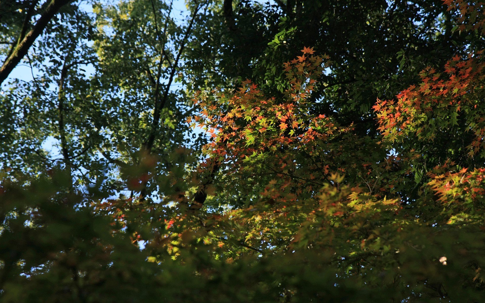 landscapes, Autumn, Shrine, Maple, Leaf Wallpaper