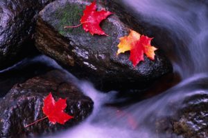 leaf, Rocks, Canada, Rivers