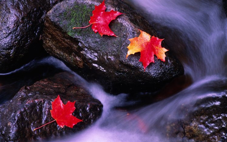leaf, Rocks, Canada, Rivers HD Wallpaper Desktop Background