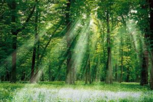 forests, Sunlight, Magical