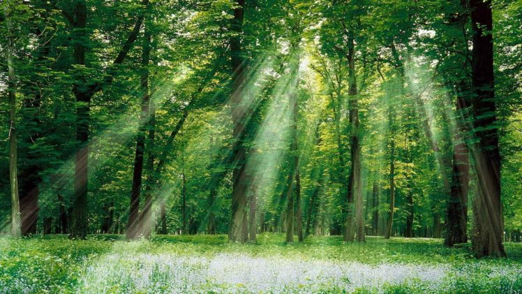 forests, Sunlight, Magical HD Wallpaper Desktop Background