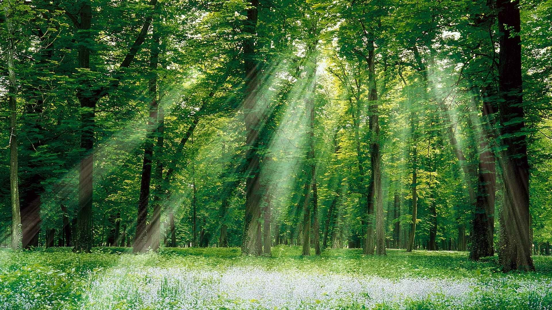 forests, Sunlight, Magical Wallpaper