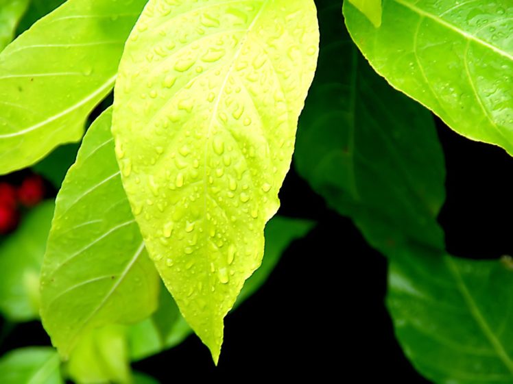 green, Close up, Nature, Wall, Leaves, Grass, Water, Drops, Flora, Floral HD Wallpaper Desktop Background