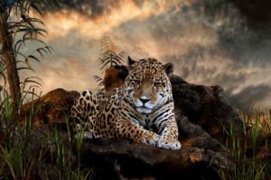 animals, Jaguar, Leopards