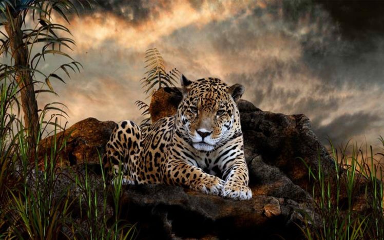 animals, Jaguar, Leopards HD Wallpaper Desktop Background