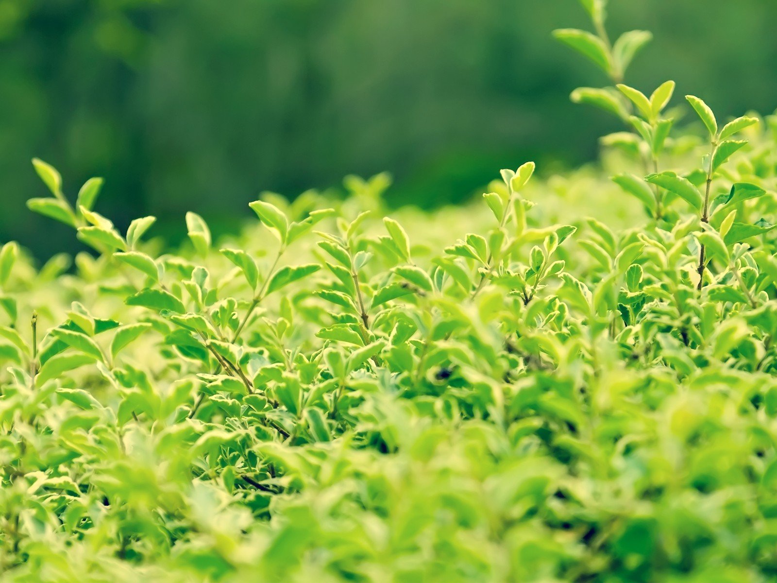 nature Wallpaper