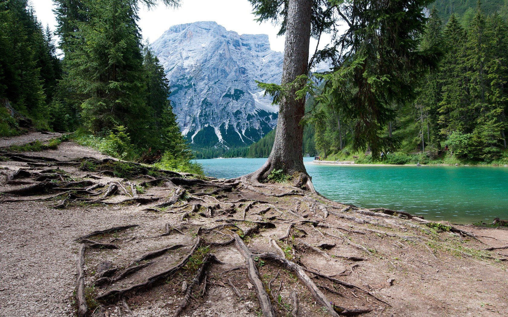 green, Trees, Forests, Logs, Rivers Wallpaper