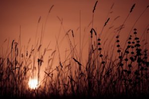dawn, Grass, Silhouettes