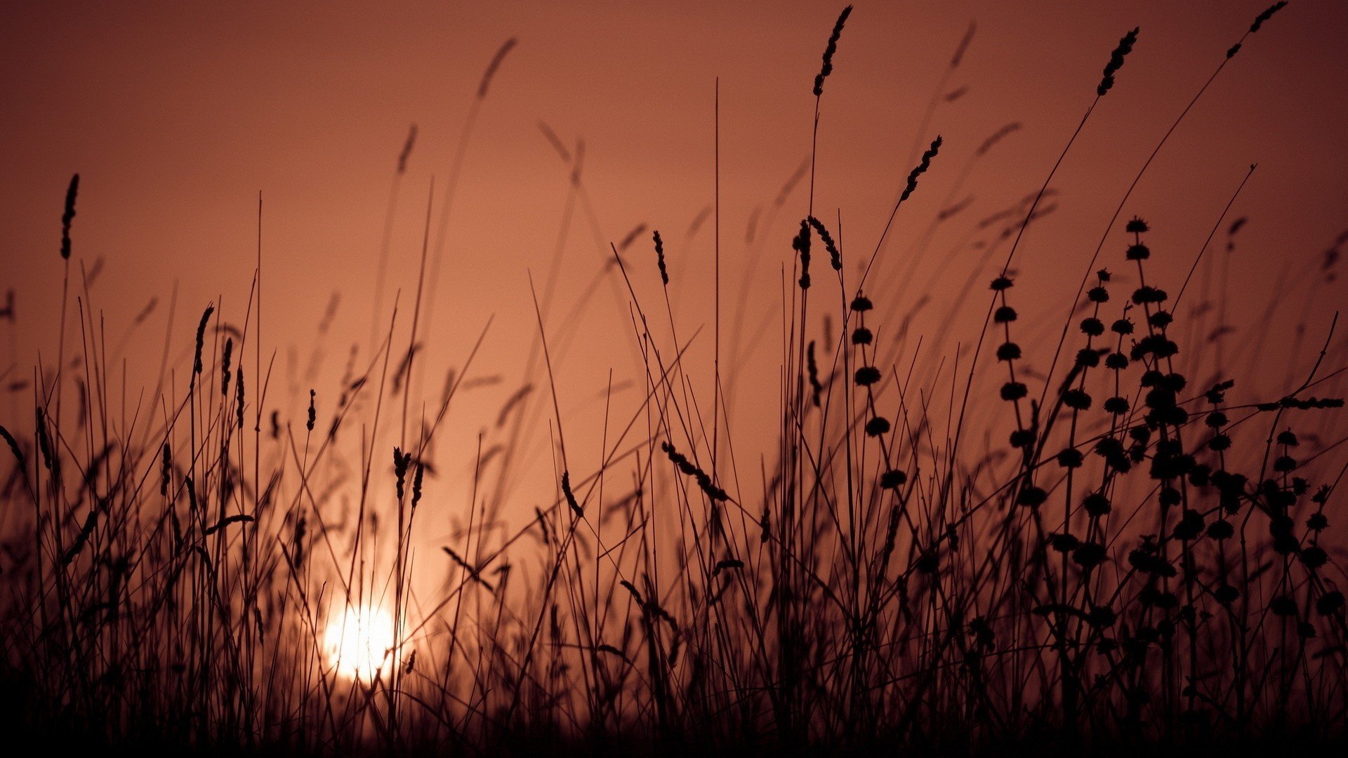 dawn, Grass, Silhouettes Wallpaper