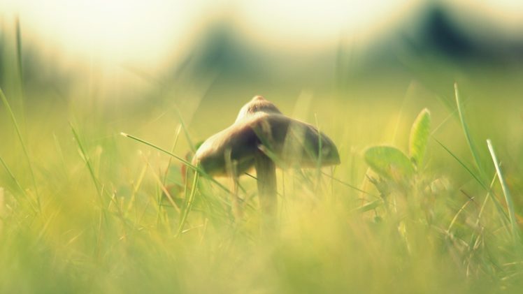 nature, Grass, Mushrooms, Macro HD Wallpaper Desktop Background