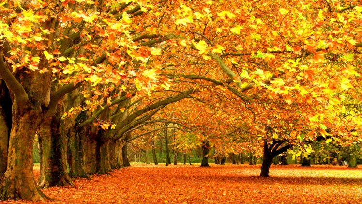 landscapes, Trees, Autumn, Parks HD Wallpaper Desktop Background
