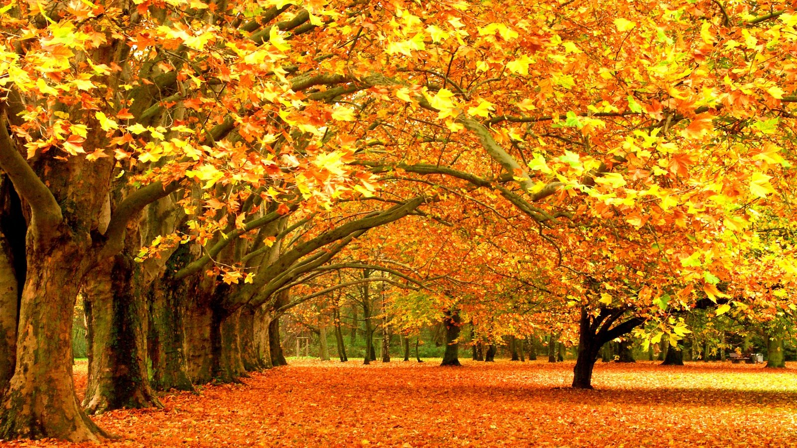 landscapes, Trees, Autumn, Parks Wallpaper