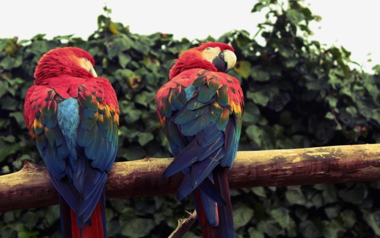 birds, Parrots, Scarlet, Macaws, Macaw HD Wallpaper Desktop Background