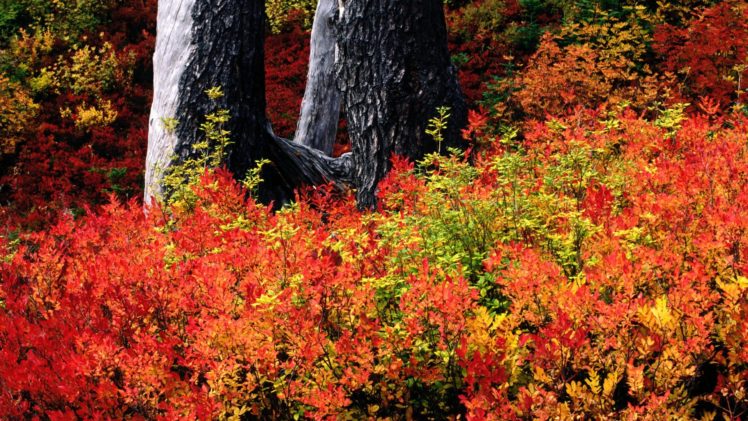 autumn, Baker, Washington, Mount HD Wallpaper Desktop Background