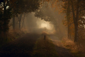 nature, Landscapes, Roads, Trail, Path, Trees, Forest, Autumn, Fall, Fog
