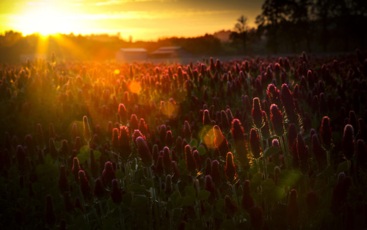 flowers, Fields, Sunrise, Sunset, Sunlight, Beam, Rays HD Wallpaper Desktop Background