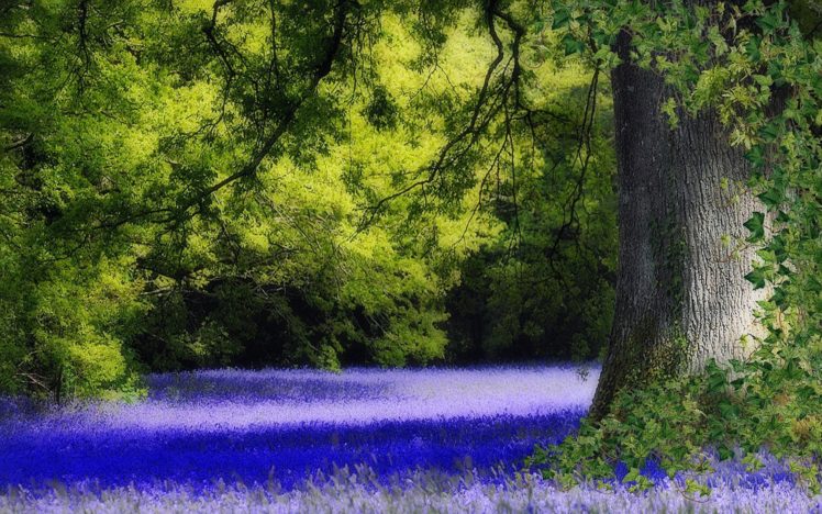 trees, Flowers, United, Kingdom, Blue, Flowers, Bluebells HD Wallpaper Desktop Background