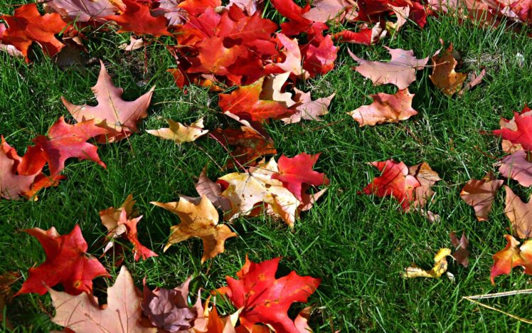 autumn, Leaves, Fallen, Leaves HD Wallpaper Desktop Background