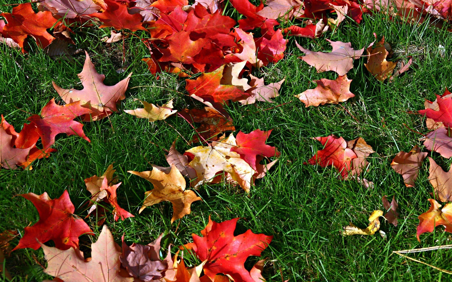 autumn, Leaves, Fallen, Leaves Wallpaper