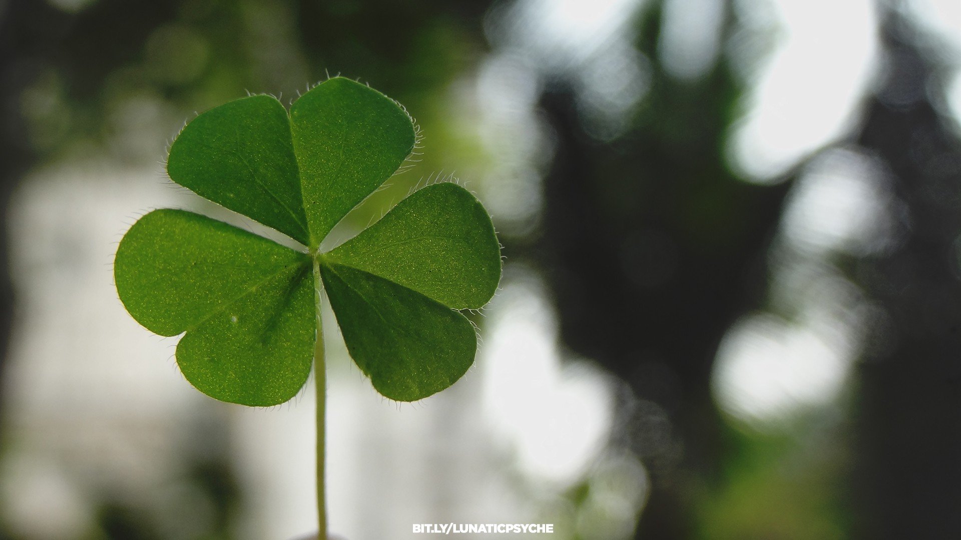 green, Nature, Vintage, Bokeh, Macro, Clover Wallpaper